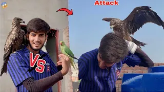 Eagle or Green Parrot Ko Aik Saath Hand Tame Kia😍|| Hammad Pet House