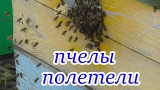 ЗИМНИЙ ОБЛЕТ ПЧЕЛ. ЧТО НАДО СДЕЛАТЬ? #пчелы