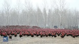 Chinese farmer and his 70,000 chickens become online celebrities