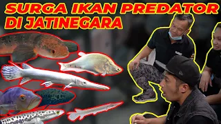 RACUN IKAN PREDATOR!!! SUMPAH BIKIN NGILER...