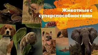 Топ 10 животных / Животные с супер способностями / Животные с необычными способностями.