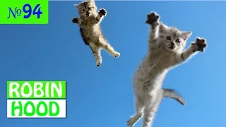 ПРИКОЛЫ 2017 с животными. Смешные Коты, Собаки, Попугаи // Funny Dogs Cats Compilation. Май №94