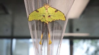 Butterfly Rainforest Moment: African Moon Moth