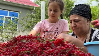 RURAL VILLAGE FAMILY | HARVESTING REDCURRANT | COOKING RED CURRANT JAM AND COMPOTE