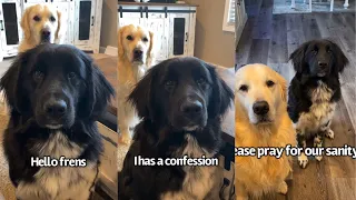 Frens I Has A Confession