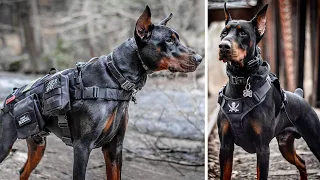 DOBERMANN - Superhero Among All Dog Breeds and Best Bodyguard with Lightning Reaction!