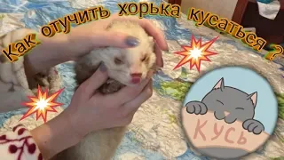 КАК ОТУЧИТЬ ХОРЬКА КУСАТЬСЯ / ДОМАШНИЙ ХОРЕК МАЛЫШ