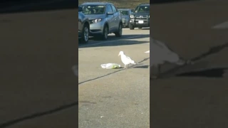 Wild seagull attacks in parking lot