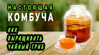 КОМБУЧА (ЧАЙНЫЙ ГРИБ) Как вырастить чайный гриб и сделать комбучу