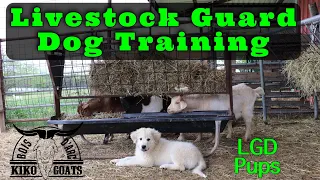 Training Livestock Guard Dog Pups | Livestock Guard Dog Training | Kiko Meat Goats | LGD puppies