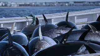 Wow!! Bluefin Tuna Farm, Big Catch Giant Bluefin Tuna, Harvest and Tuna processing in Factory