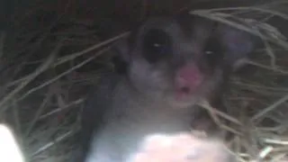 What Does an Upset Squirrel Glider Sound Like?