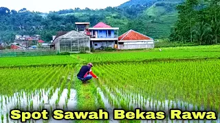 Mancing belut sawah di cianjur jawa barat- ngurek belut sunda