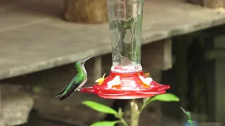 Hummingbirds at El Edén Treehouse Lodge, Mindo, Ecuador