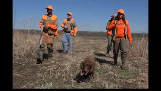 Quail and Pheasant Hunt at Dream Ranch with HALO Hunting