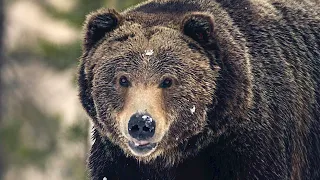 Wildlife Photography-Monster Grizzlies Up Close/399 4 Cubs Baby Daddy-Jackson Hole/Grand Teton Park