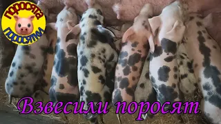 Взвесили поросят . Чем кормим поросят. Эльза супер мама. 8 февраля 2022 г.