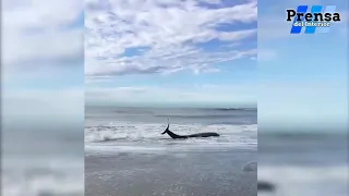 BUENOS AIRES: HAY 7 ORCAS ENCALLADAS EN MAR CHIQUITA