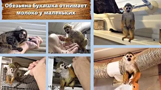 Обезьяна Букашка отнимает молоко у маленьких.