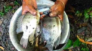 Best Net Fishing | Traditional cast net fishing in village | Amazon Fishing (Part-67)