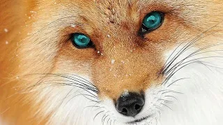 What Does The Fox Say Lyric Video