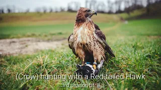 Car hawking with a Red-teailed Hawk, our 3rd Season pt. 2