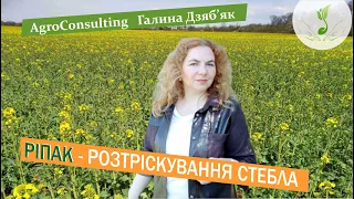 Розтріскування стебла ріпаку: причини, наслідки,  як захистити посіви?