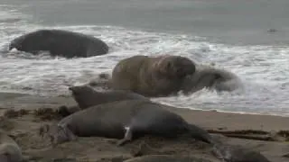 Elephant seals on California's Central Coast