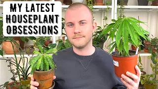 My Latest Houseplant Obsessions