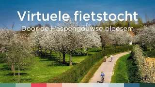 Virtuele fietstocht door de Haspengouwse bloesems | Visit Limburg