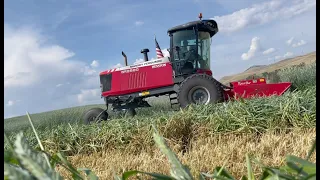 Fluffing hay and cutting triticale