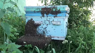 Огромный рой пчел прилетел в улей. 101% !!!