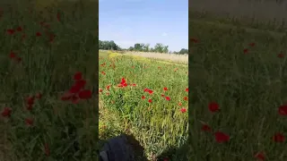 Wheat Harvest with Fiatagri