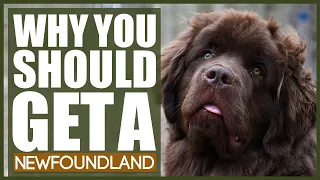 5 Reasons Why YOU SHOULD Get A NEWFOUNDLAND