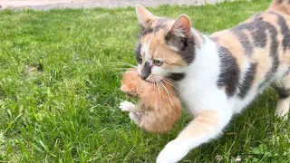 A street mom cat carries kitten and asks to open the door