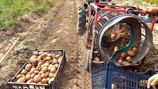 Копка картошки 2020! Digging potatoes 2020!