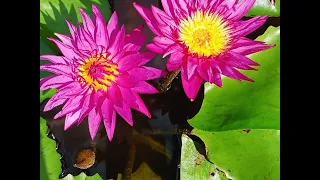 waterlilly for sale#9447113941#starting price 75#sale video