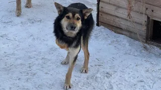 🔴Щенок пропавший в капкан лишился передней лапы 🥺 но он жив и это главное!