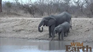 WildEarth - Sunrise - 18 September 2021