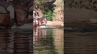 Anxious Horses on the Salt River ready for a swim 6-24-23