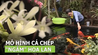 Mô hình cá chép “ngắm” hoa lan | VTC16