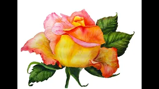 Yellow and Pink Rose in Watercolor