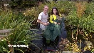 NDR Mein Nachmittag – So wird der Gartenteich richtig gereinigt