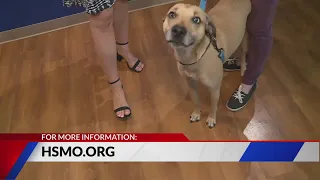 Pet of The Week: Willie