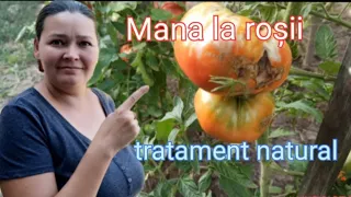 Mana  la Roșii 🍅 tratament naturist cu lapte 🍅 cum apare mana