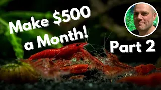 Breeding Shrimp For Profit in 2023 ***PART 2*** How to make money as a shrimp breeder!