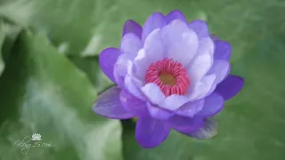 Nymphaea gigantea 'Betty Lou' ISG Waterlily @Wahgarden Thailand