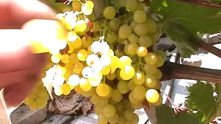 Сорт винограда "Белое пламя" - сезон 2019 # Grape sort "Beloe plamya"