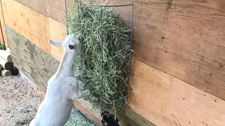 DIY Goat Hay Feeder Hay Manger  Made from Cattle Panel - Cheap