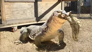Lizard Escapes from Outside Enclosure to Eat a Squirrel